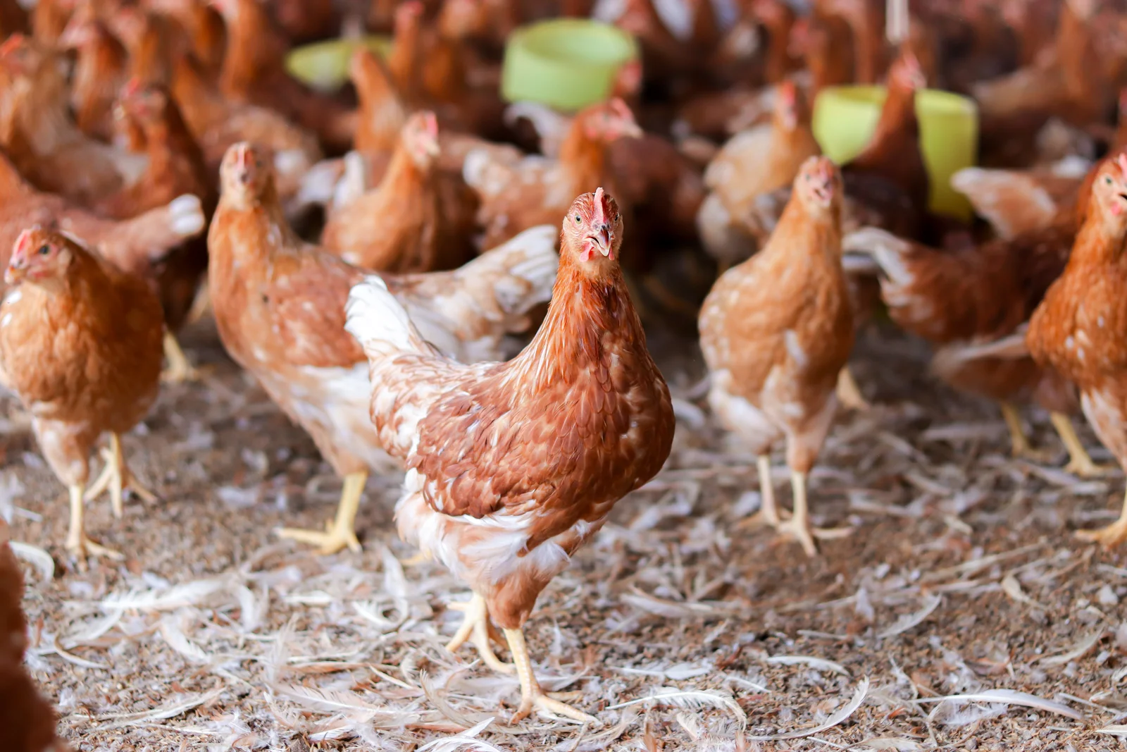 Gallinas ponedoras en un plantel avícola