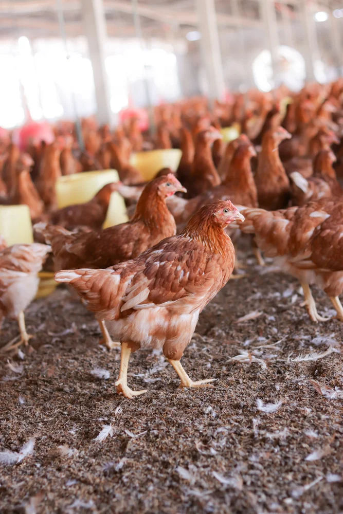 Gallinas ponedoras marrones en un galpón